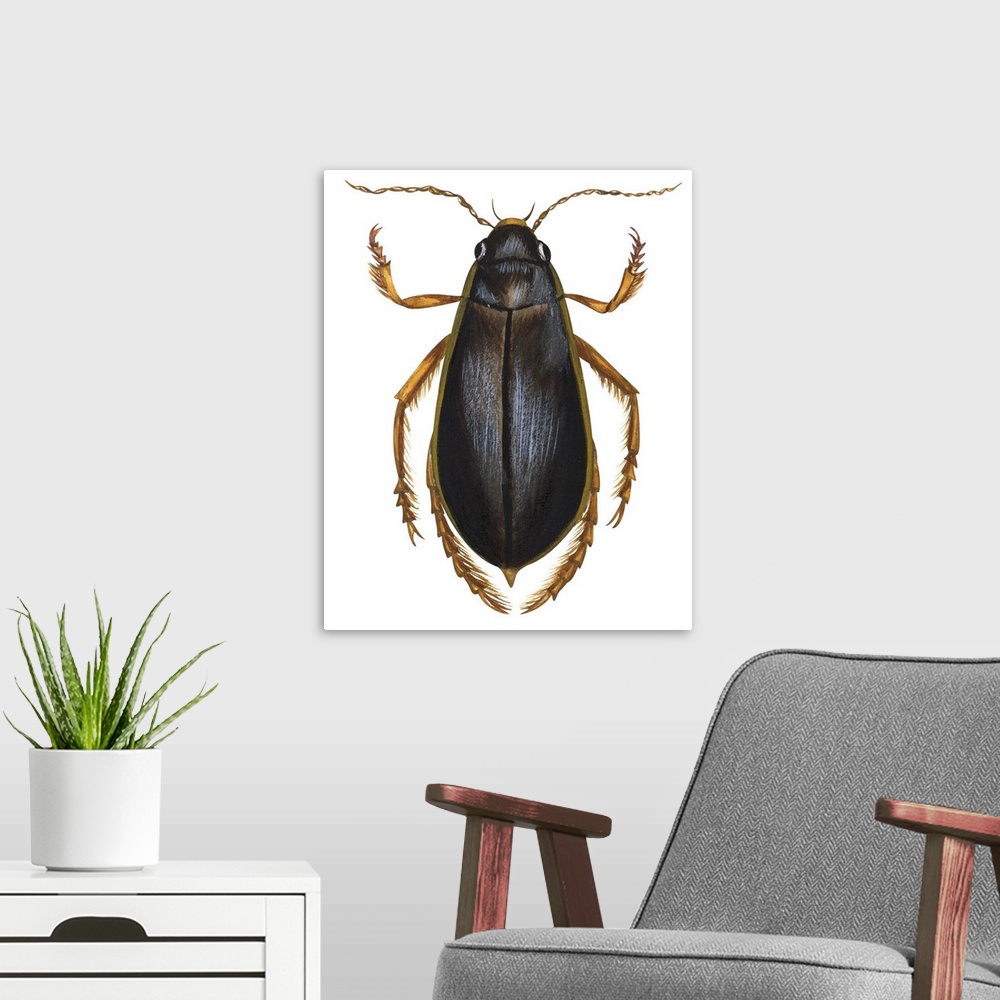A modern room featuring Diving Water Beetle (Dysticus Marginalis)