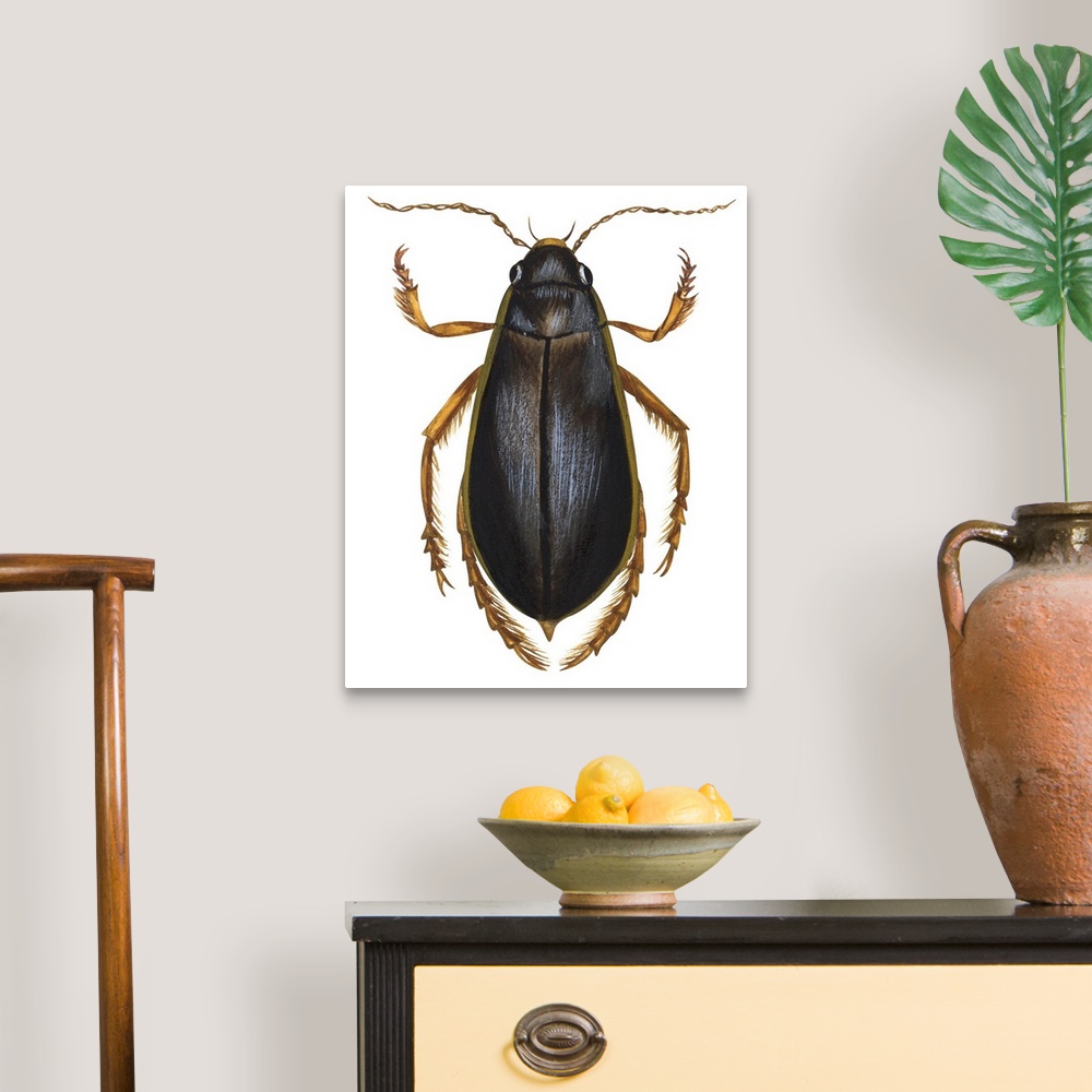 A traditional room featuring Diving Water Beetle (Dysticus Marginalis)