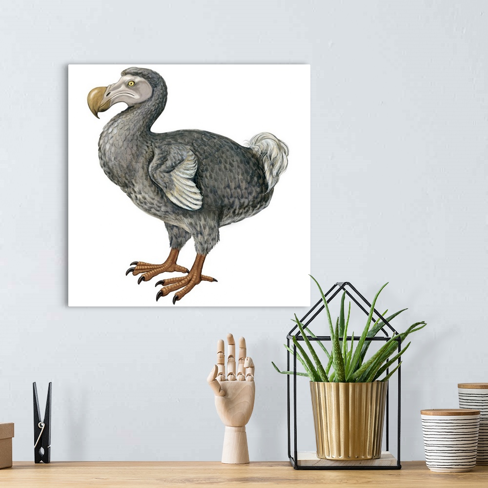 A bohemian room featuring Educational illustration of the dodo.
