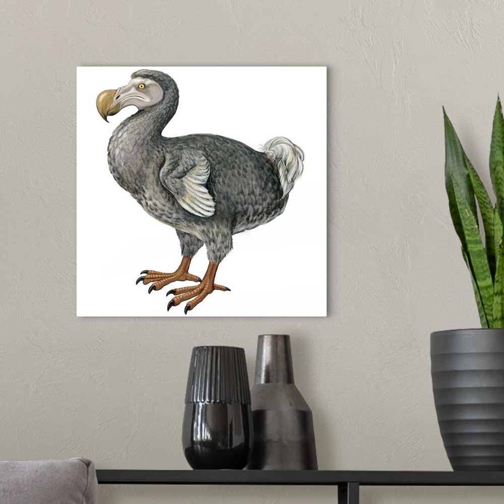 A modern room featuring Educational illustration of the dodo.