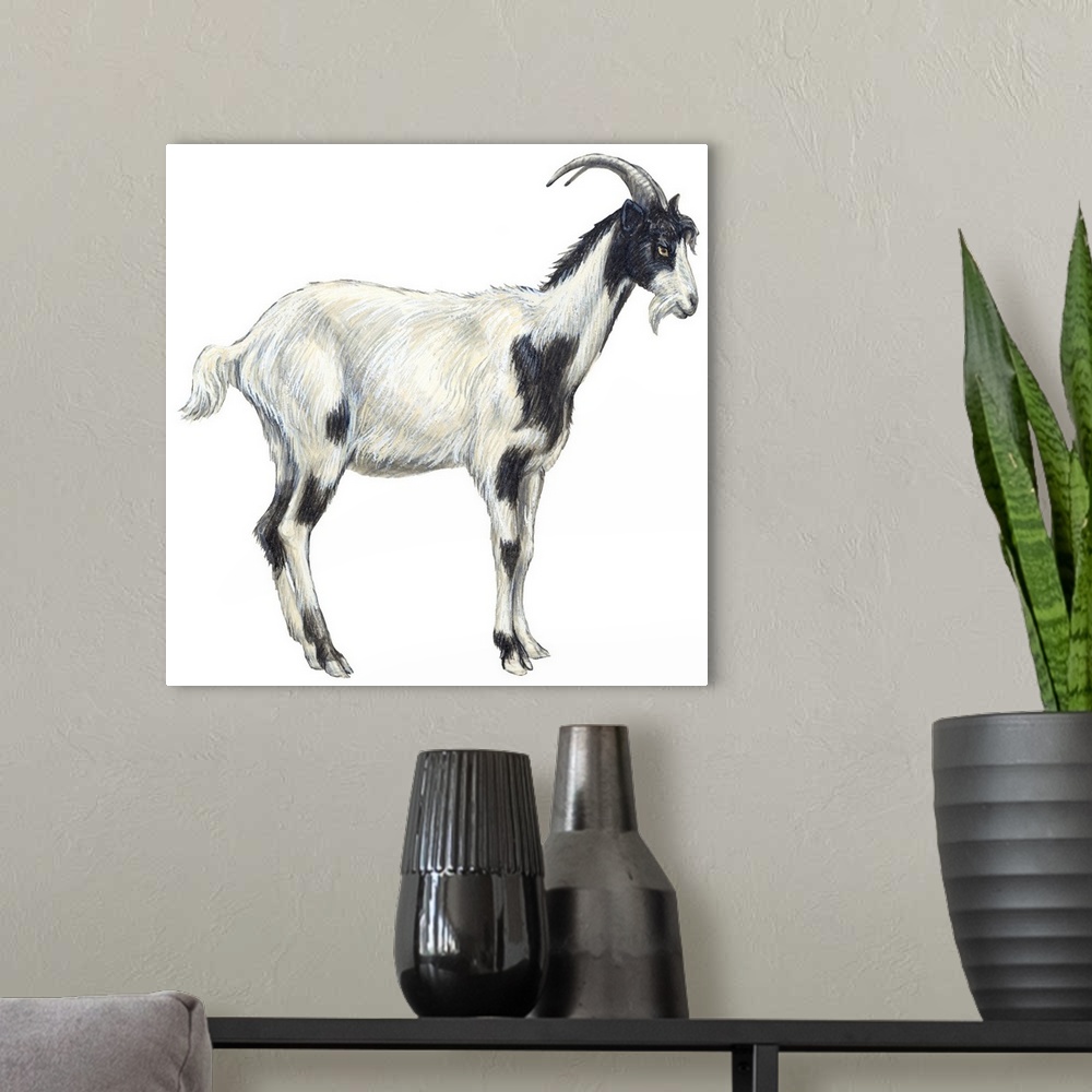 A modern room featuring Domestic Goat (Capra Hircus)