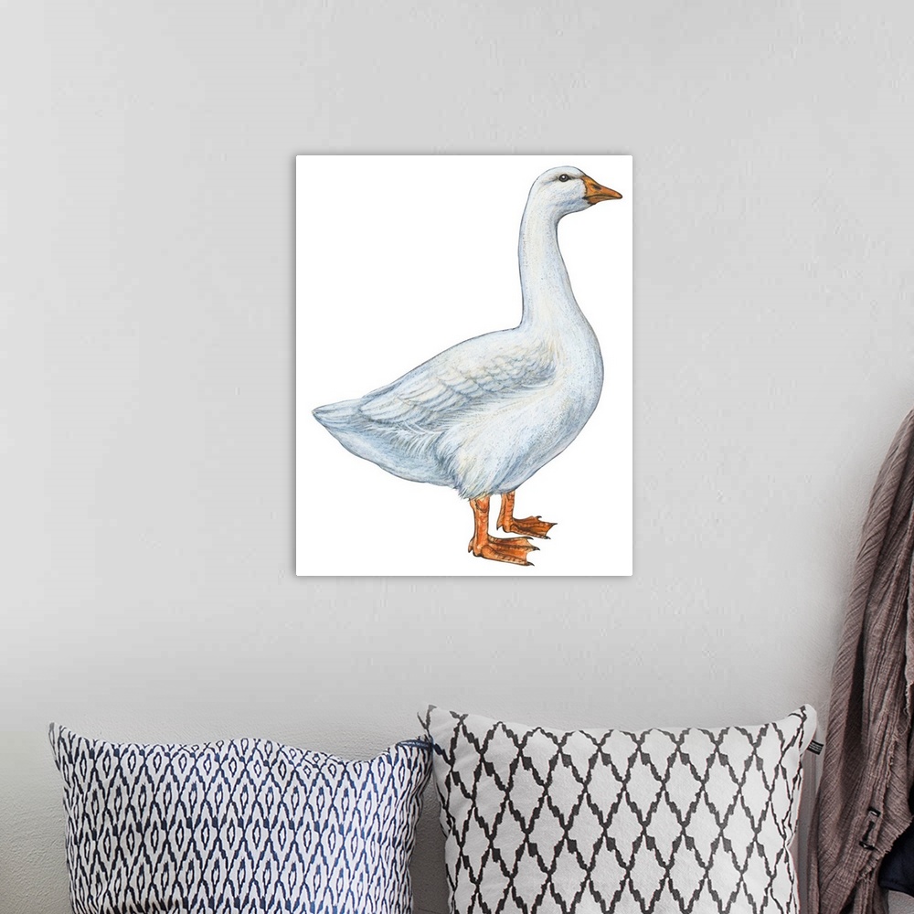A bohemian room featuring Educational illustration of the domestic goose.