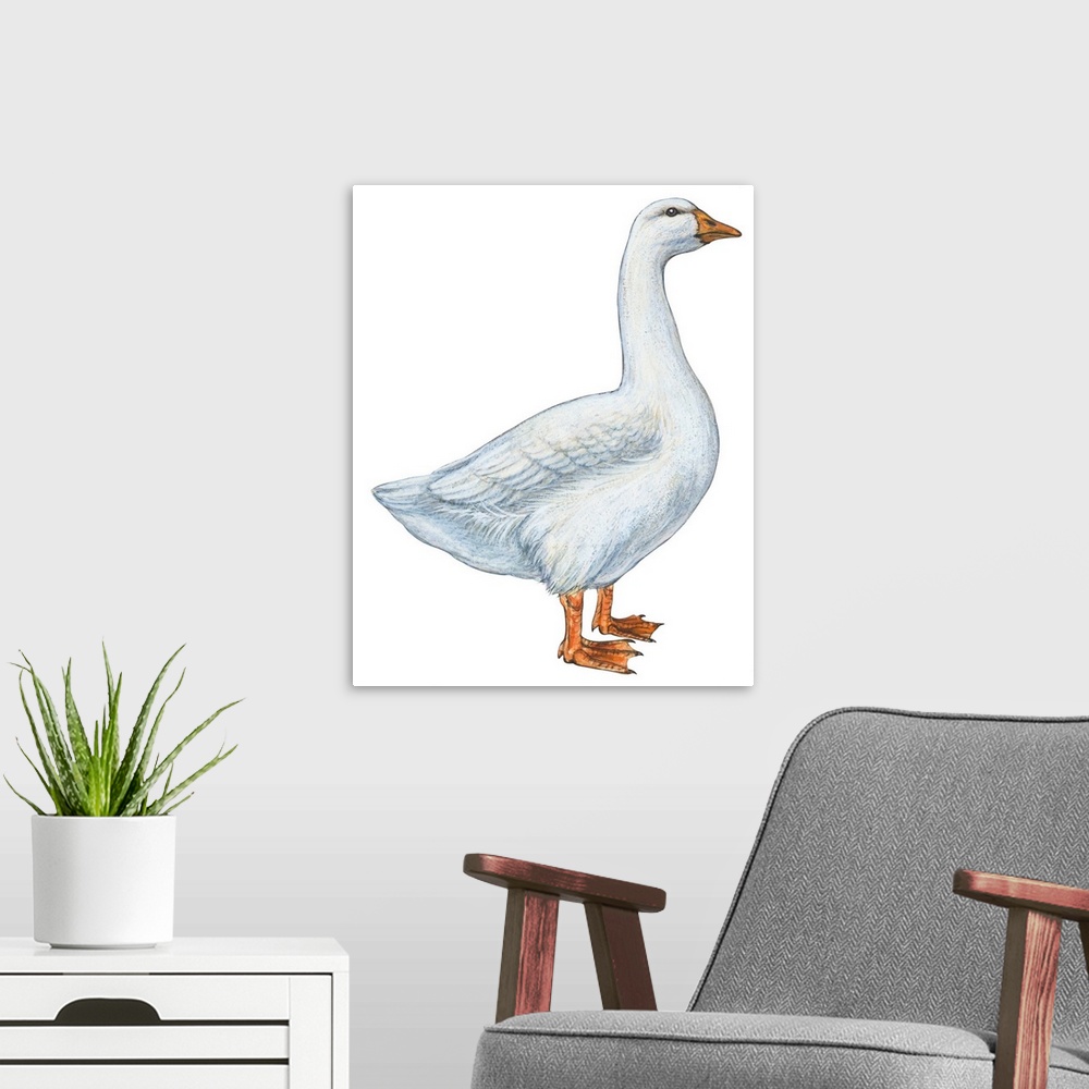 A modern room featuring Educational illustration of the domestic goose.
