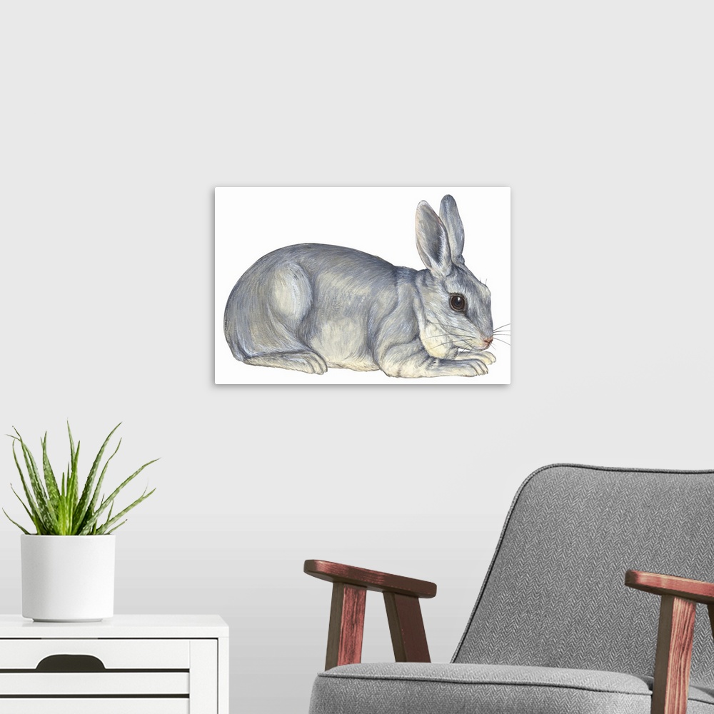 A modern room featuring Domestic Rabbit (Oryctolagus Cuniculus)