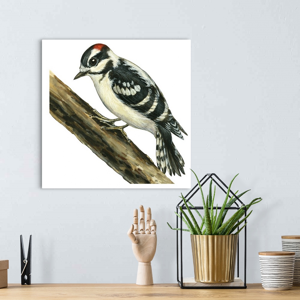 A bohemian room featuring Educational illustration of the downy woodpecker.