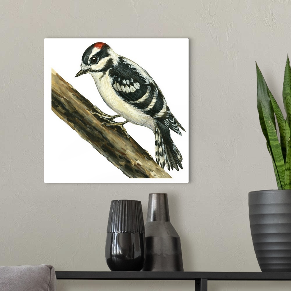 A modern room featuring Educational illustration of the downy woodpecker.