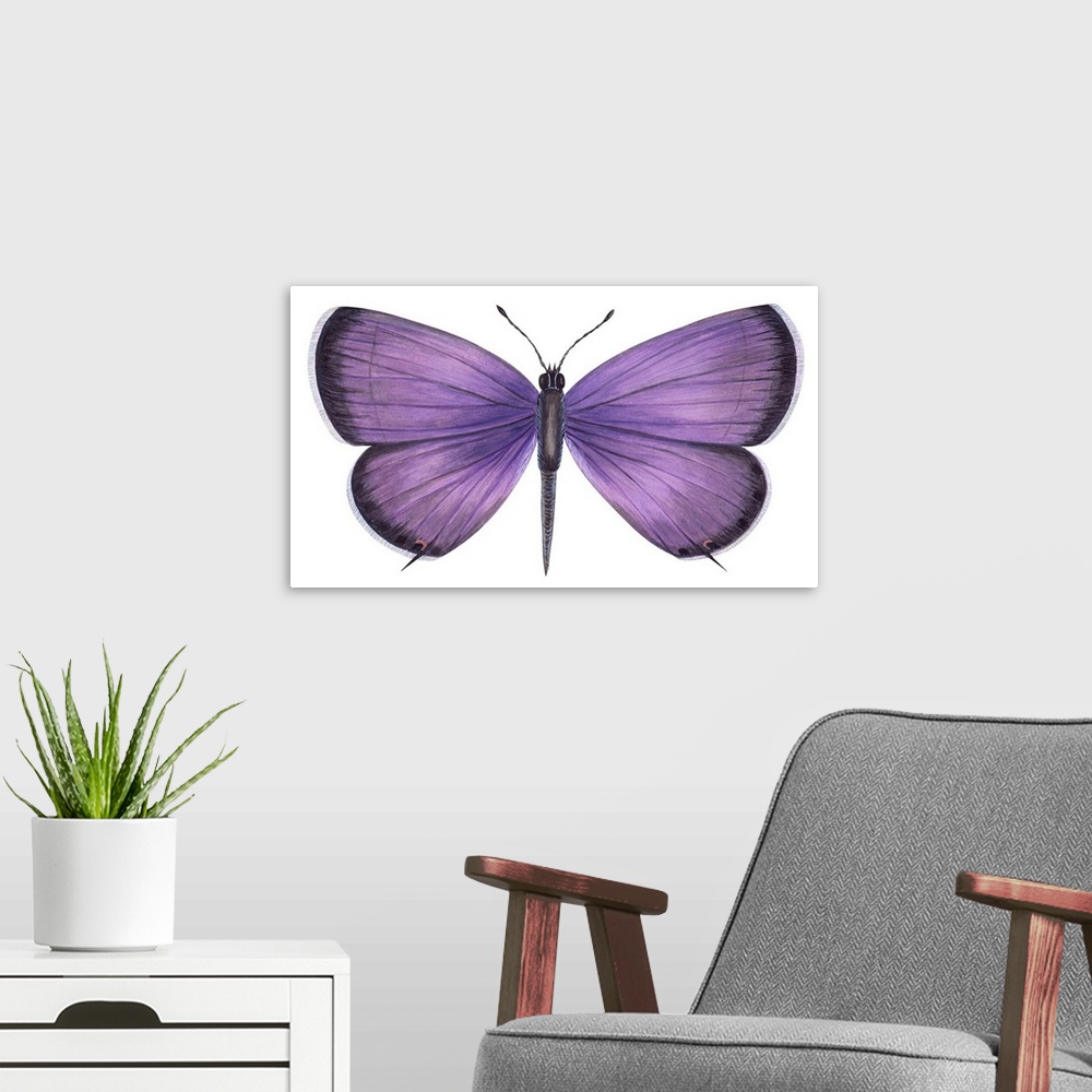 A modern room featuring Eastern Tailed Blue Butterfly (Everes Comyntas)