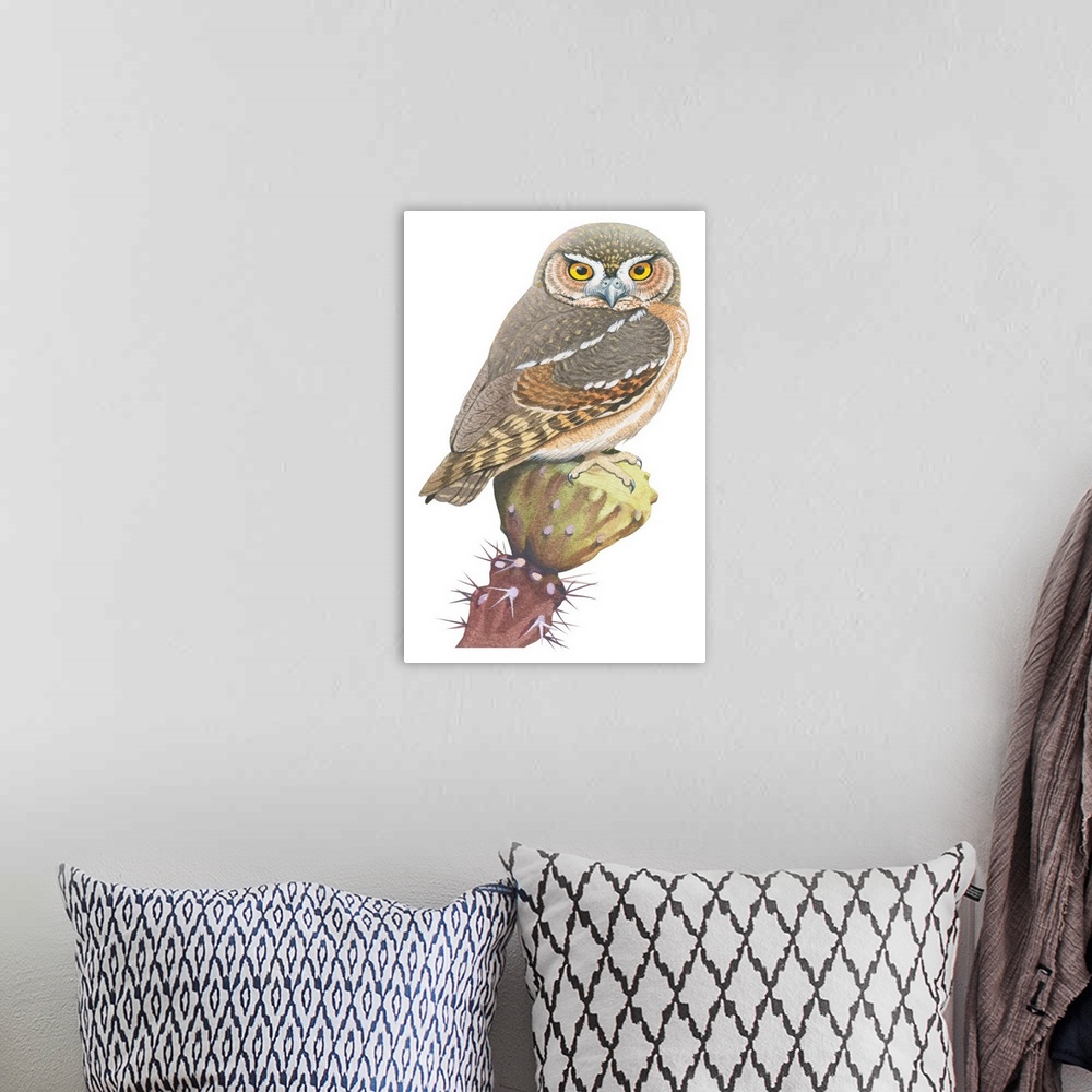 A bohemian room featuring Educational illustration of the elf owl.