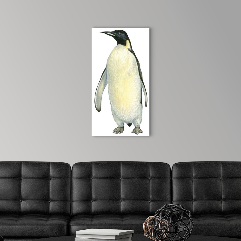 A modern room featuring Educational illustration of the emperor penguin.