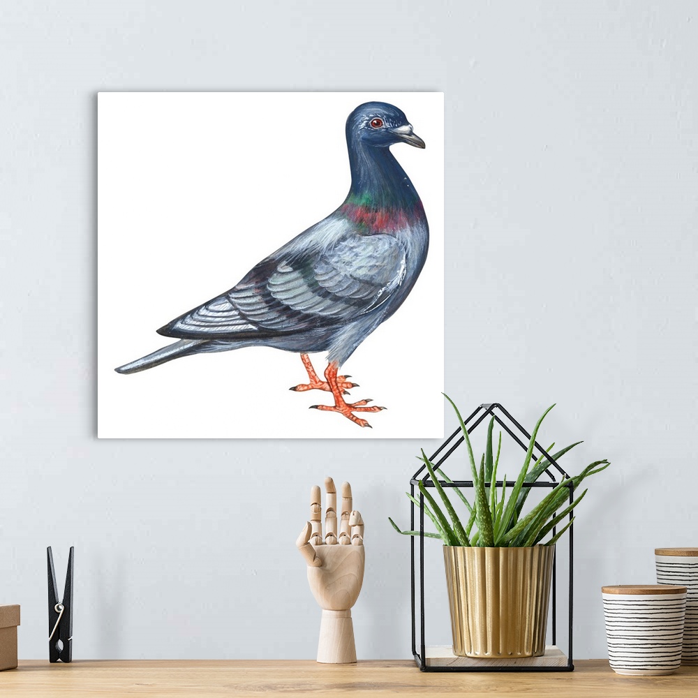 A bohemian room featuring Educational illustration of the European rock dove.