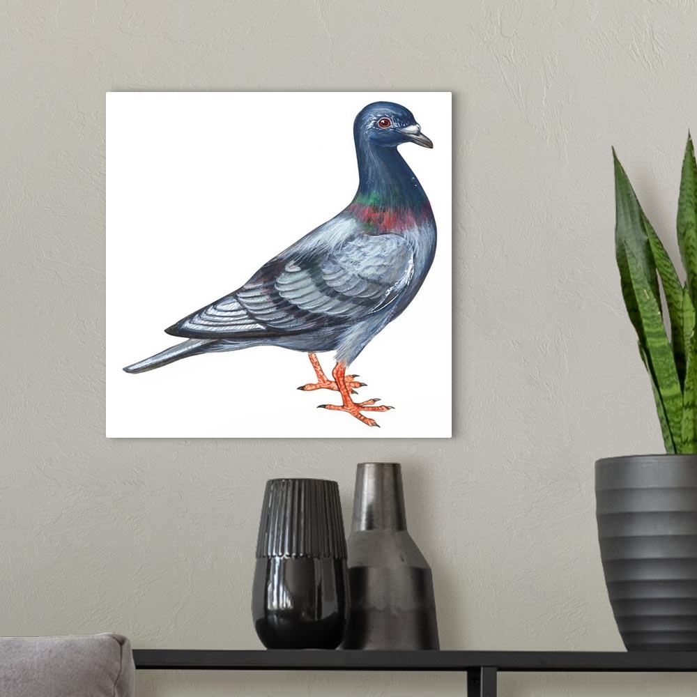 A modern room featuring Educational illustration of the European rock dove.
