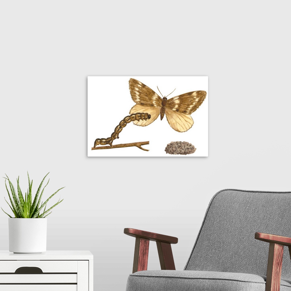 A modern room featuring Fall Cankerworm Moth, Caterpillar, And Pupae (Alsophila Pometaria)