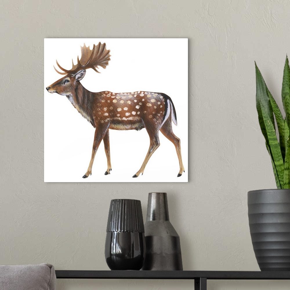 A modern room featuring Fallow Deer (Dama Dama)