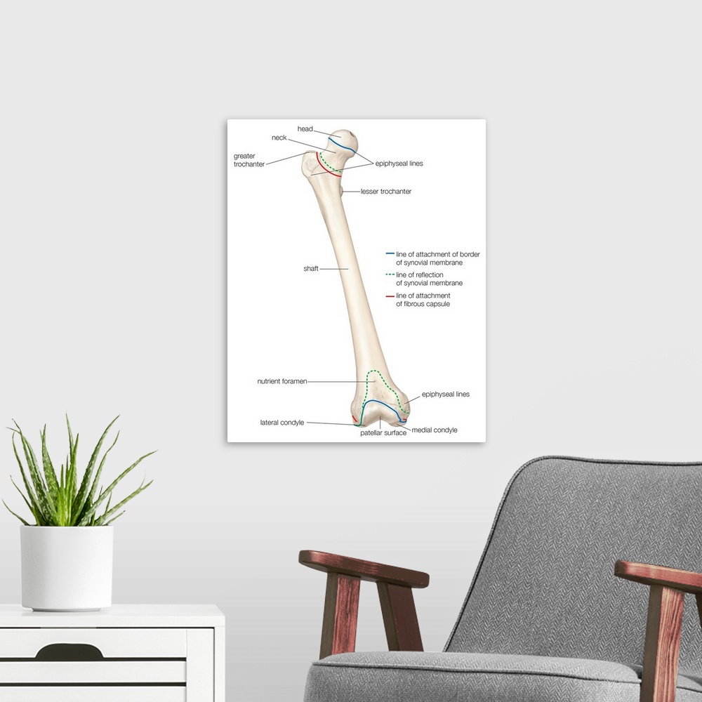 A modern room featuring Femur - anterior view. skeletal system
