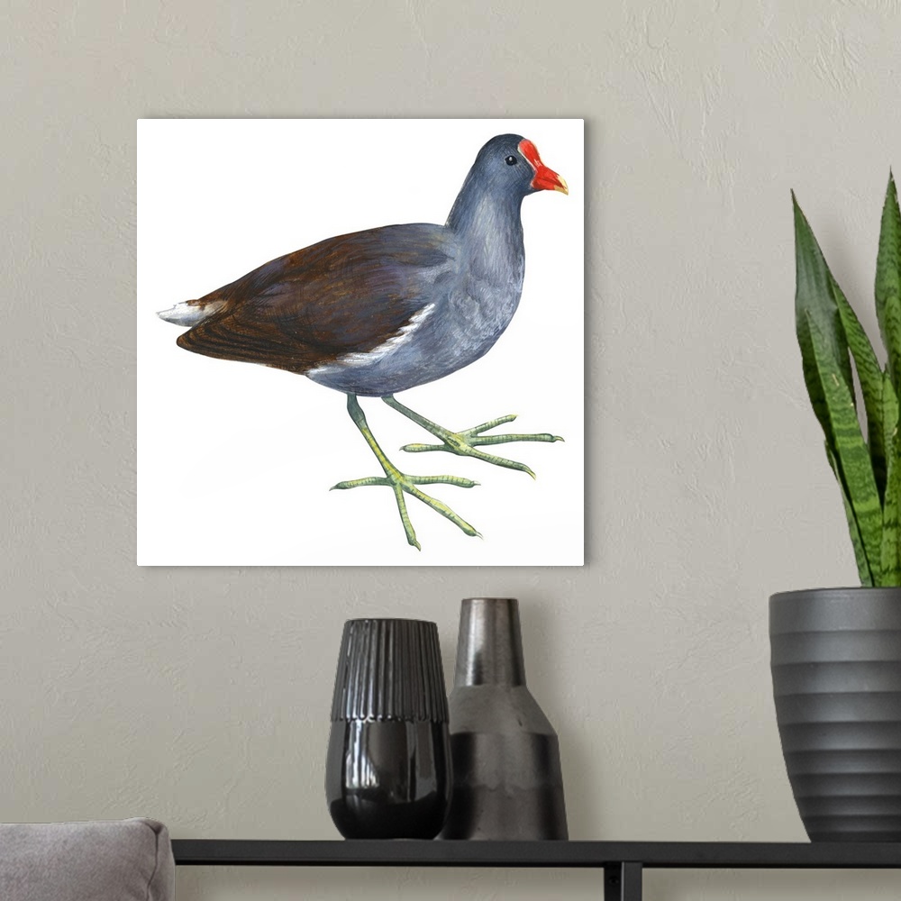 A modern room featuring Educational illustration of the florida gallinule.