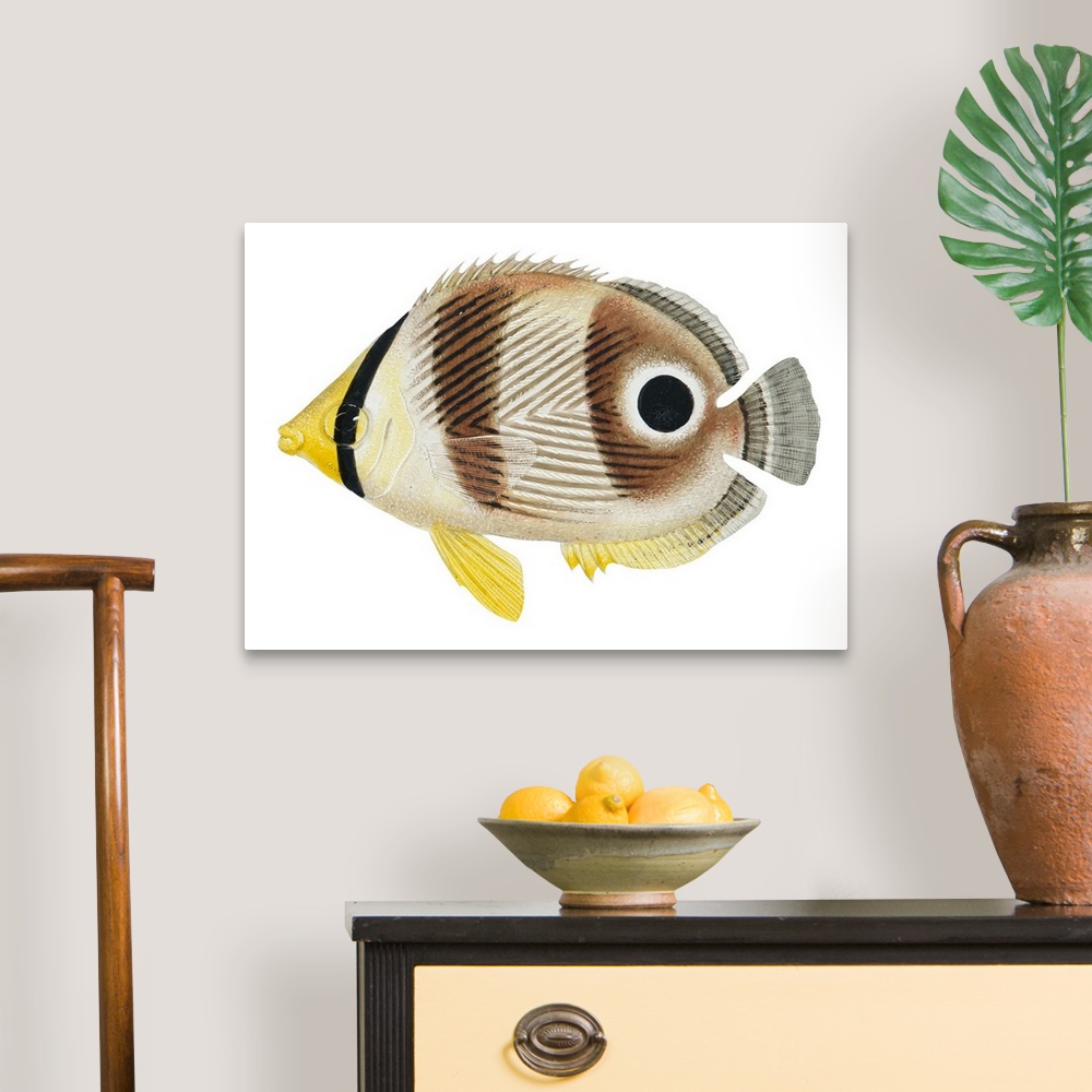 A traditional room featuring Foureye Butterfly Fish (Chaetodon Capistratus)