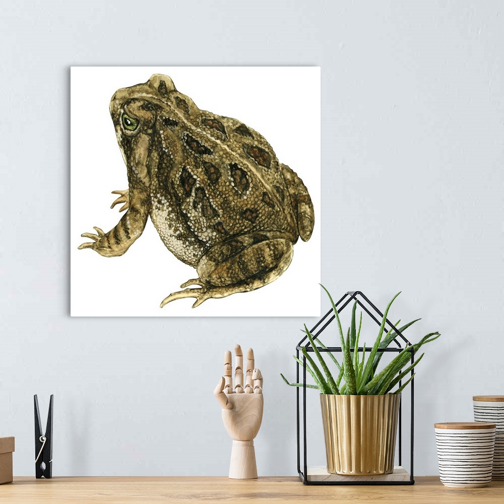 A bohemian room featuring Educational illustration of the Fowler's toad.