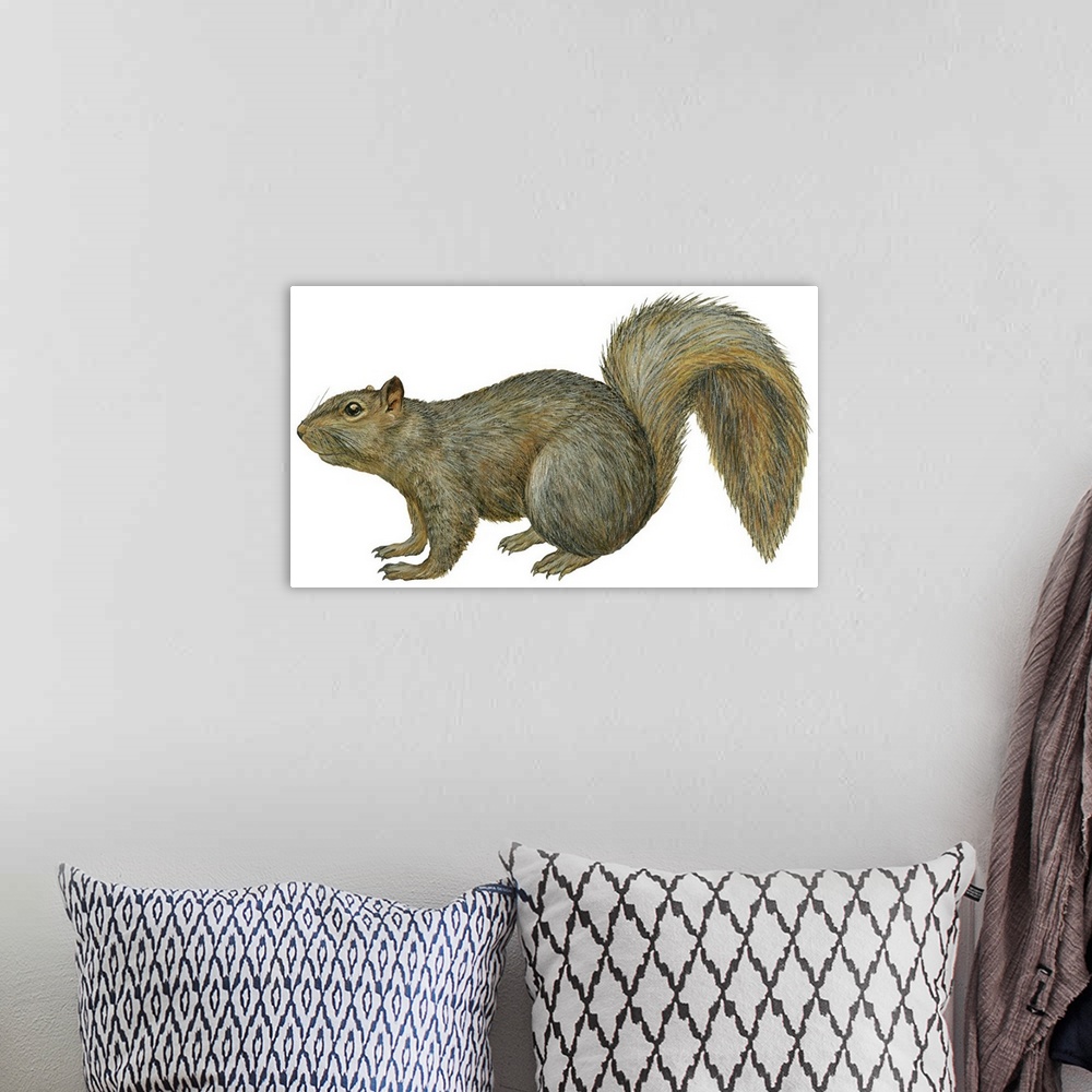 A bohemian room featuring Fox Squirrel (Sciurus Niger)