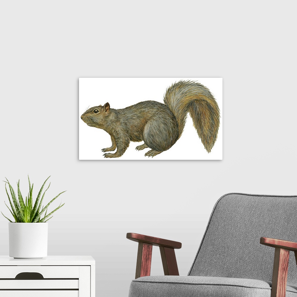 A modern room featuring Fox Squirrel (Sciurus Niger)