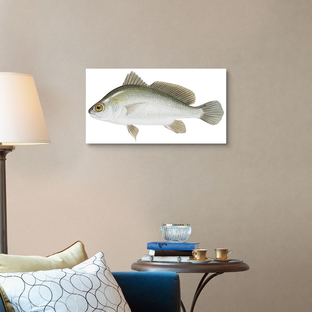 A traditional room featuring Freshwater Drum (Aplodinotus Grunniens)