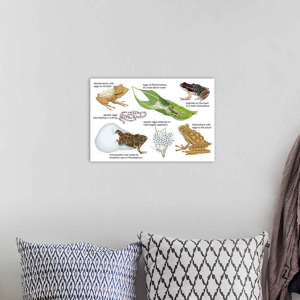 A bohemian room featuring An educational poster from Encyclopaedia Britannica showing different ways frogs carry their eggs.
