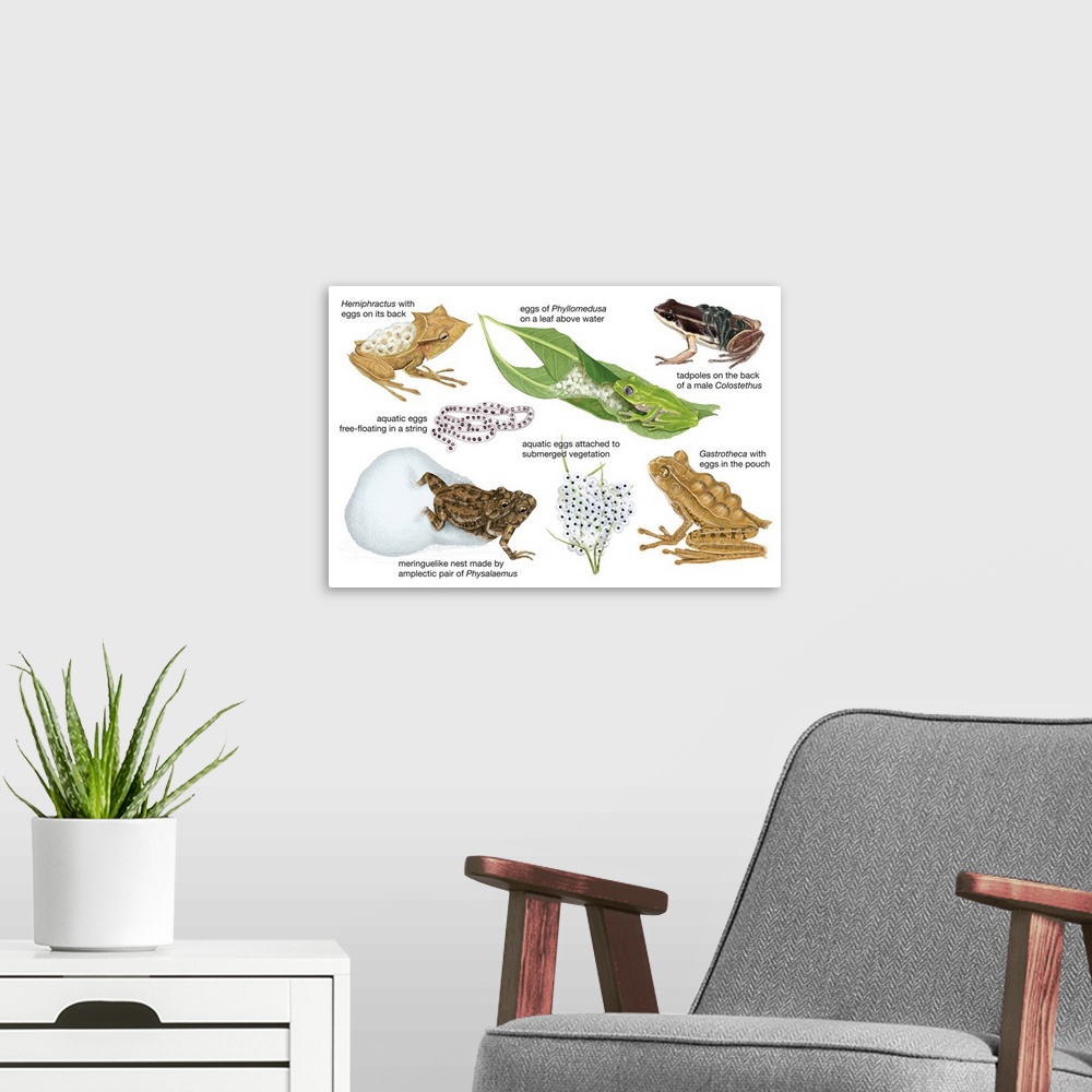 A modern room featuring An educational poster from Encyclopaedia Britannica showing different ways frogs carry their eggs.