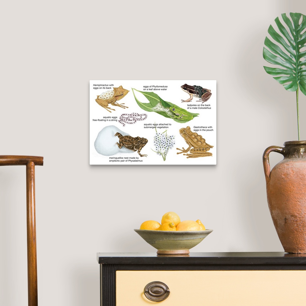 A traditional room featuring An educational poster from Encyclopaedia Britannica showing different ways frogs carry their eggs.