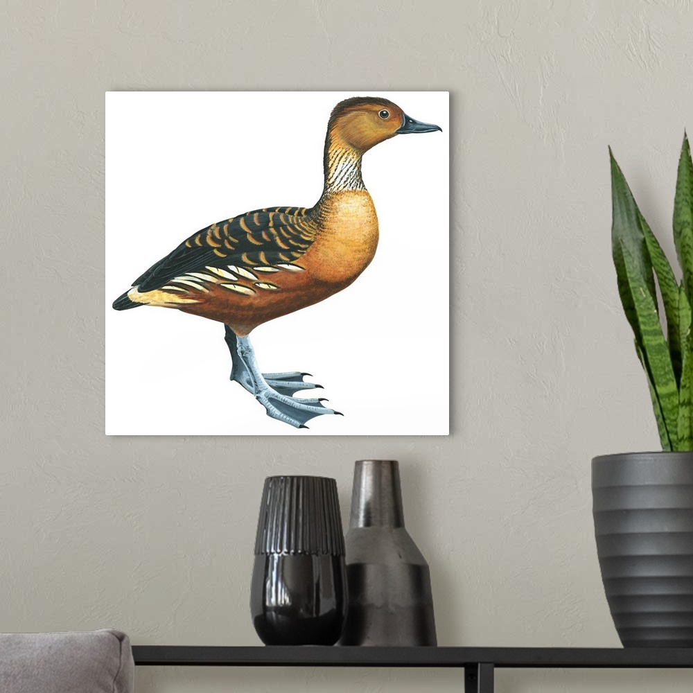 A modern room featuring Educational illustration of the fulvous tree duck.