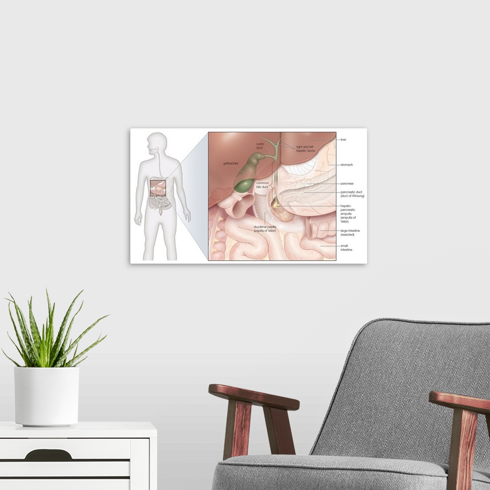 A modern room featuring Gallbladder and extrahepatic bile ducts