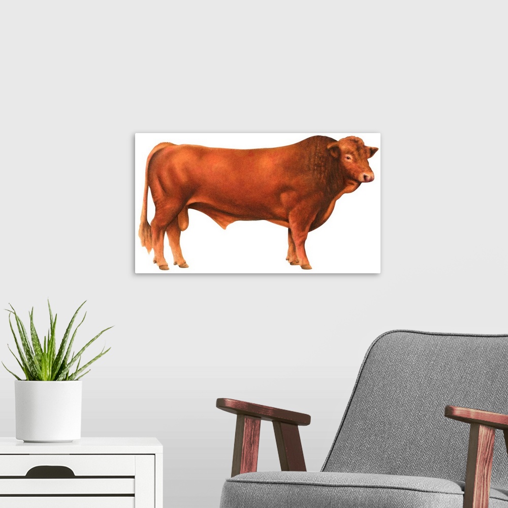 A modern room featuring Gelbvieh Bull, Beef Cattle