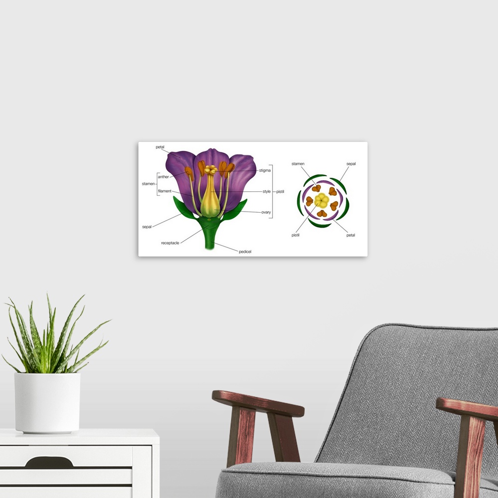 A modern room featuring Generalized Flower. Diagram On Right Shows Arrangement Of Floral Parts In Cross Section At The Fl...