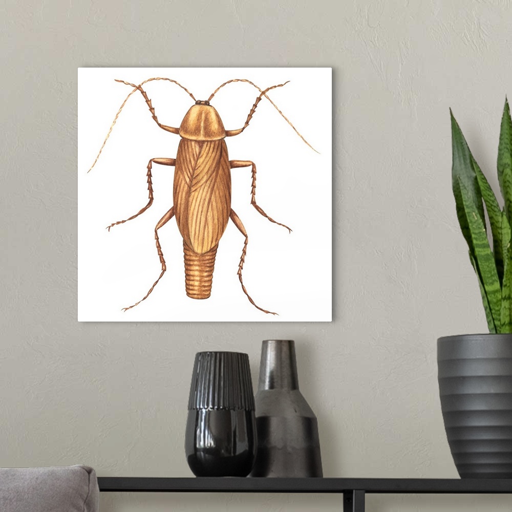 A modern room featuring German Cockroach (Blattella Germanica)