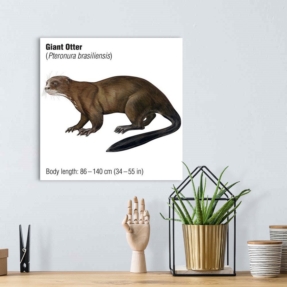 A bohemian room featuring Giant Otter (Pteronura Brasiliensis)