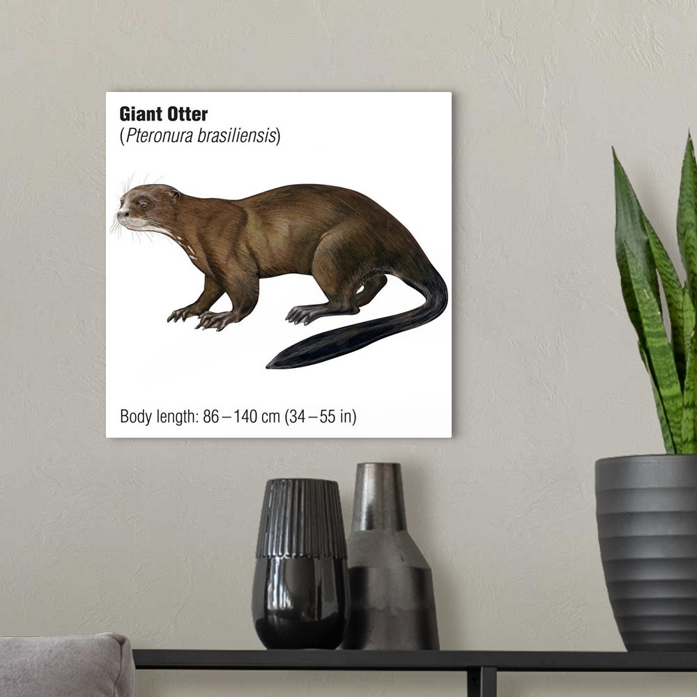 A modern room featuring Giant Otter (Pteronura Brasiliensis)