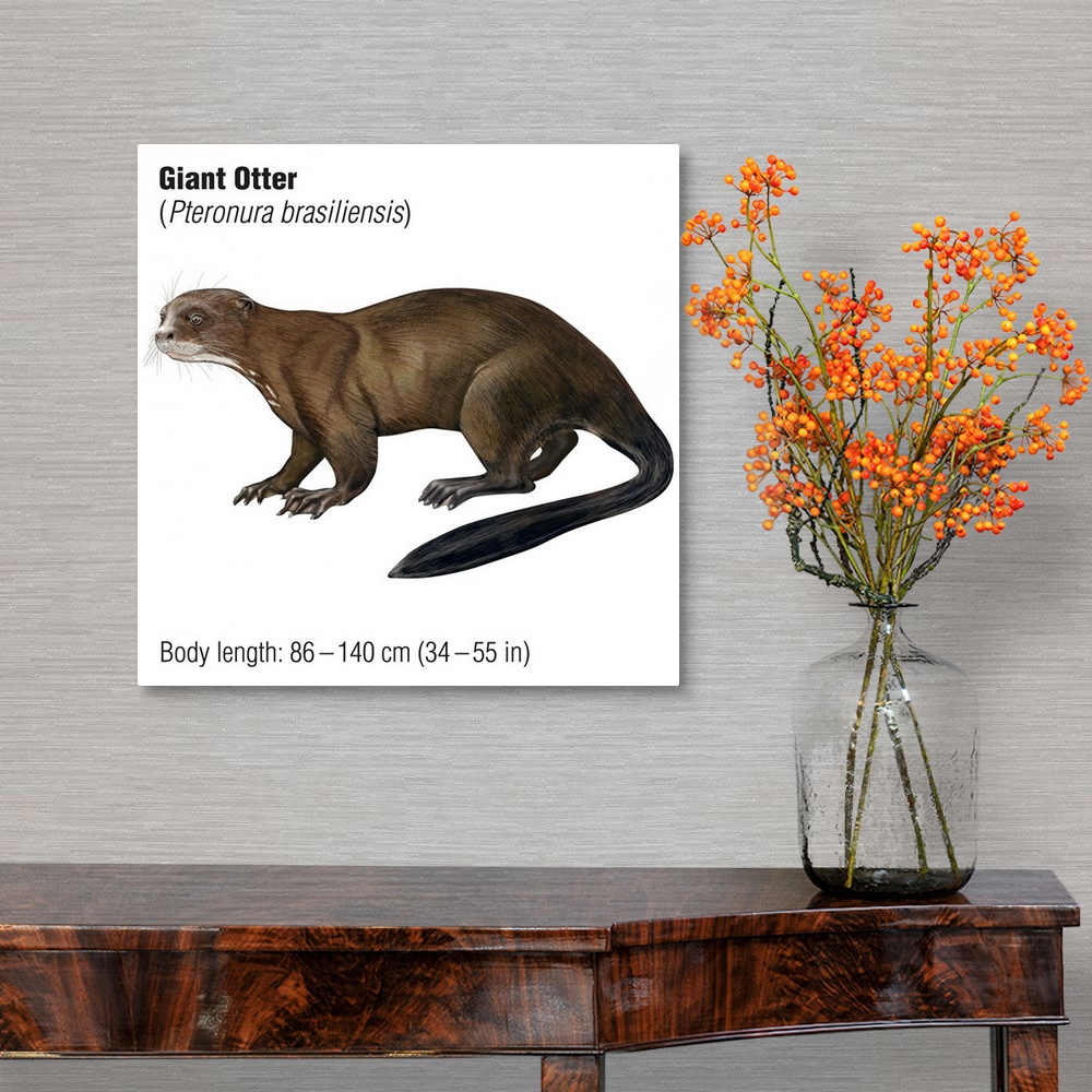 A traditional room featuring Giant Otter (Pteronura Brasiliensis)