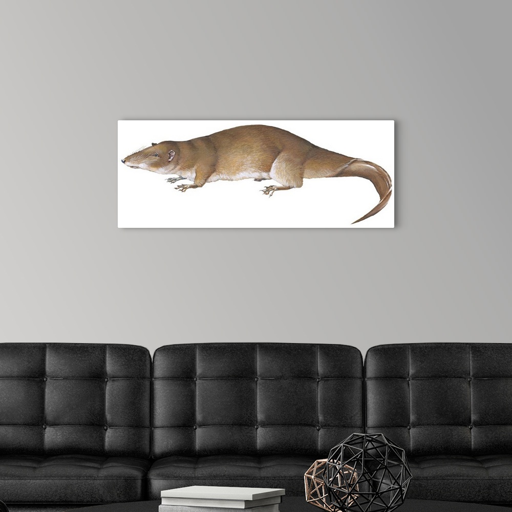 A modern room featuring Giant Otter Shrew (Potamogale Velox)