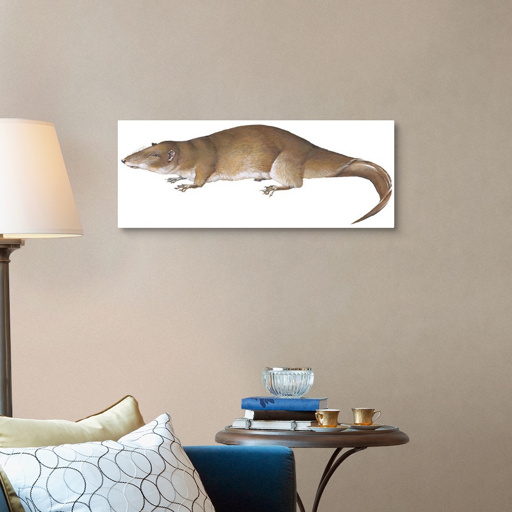 A traditional room featuring Giant Otter Shrew (Potamogale Velox)