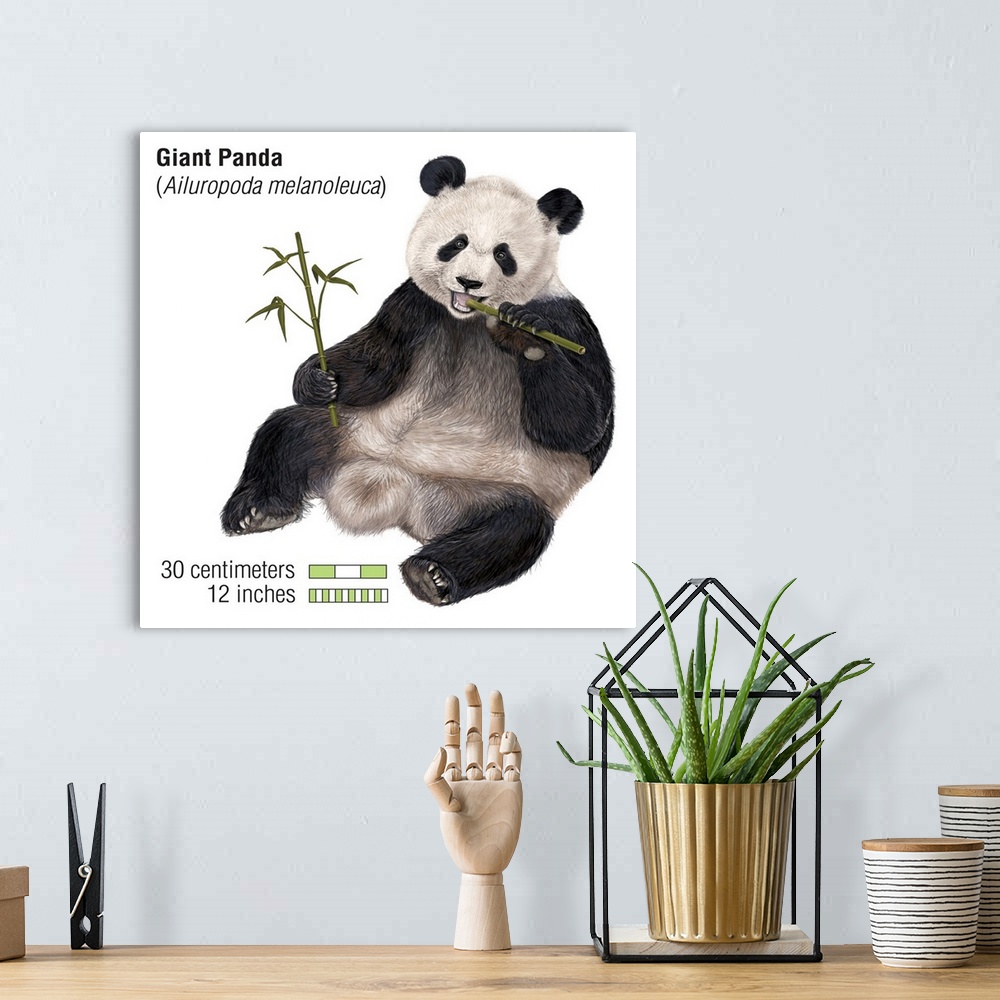 A bohemian room featuring An illustration from Encyclopaedia Britannica of a Giant Panda eating bamboo, showing the scale o...