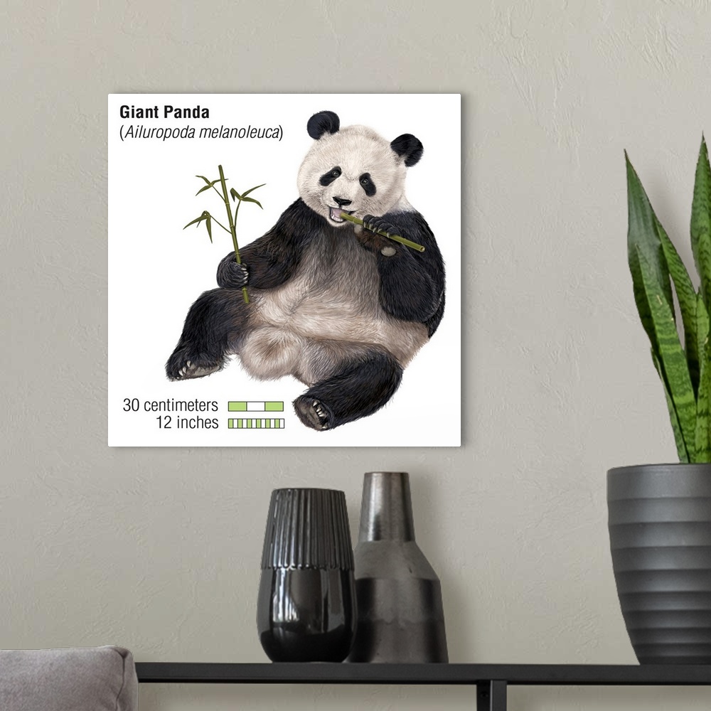 A modern room featuring An illustration from Encyclopaedia Britannica of a Giant Panda eating bamboo, showing the scale o...