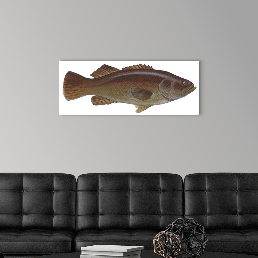A modern room featuring Giant Sea Bass (Stereolepsis Gigas)