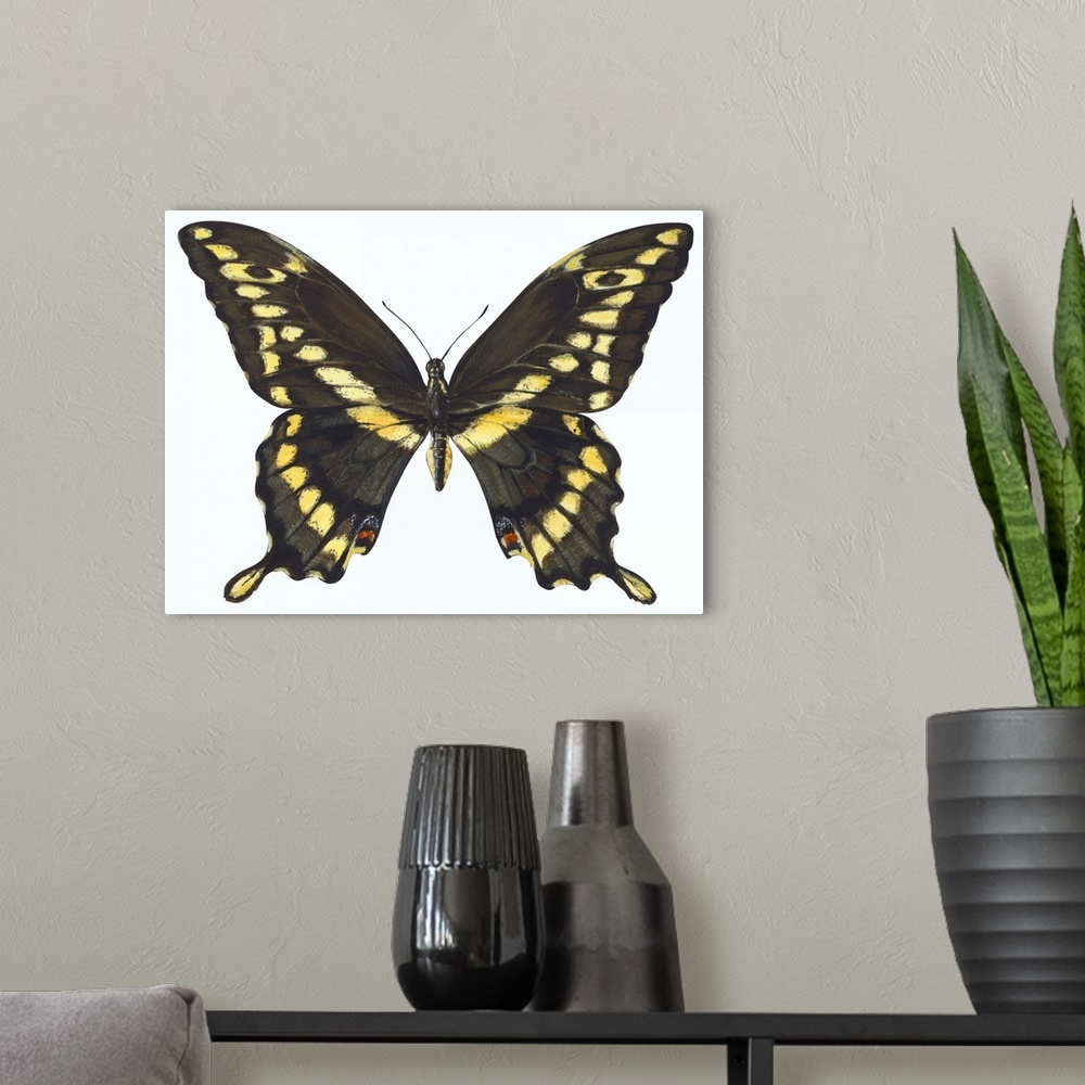 A modern room featuring Giant Swallowtail (Papilio Cresphontes)