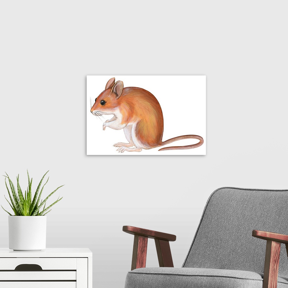 A modern room featuring Golden Mouse (Peromyscus Nuttalli)