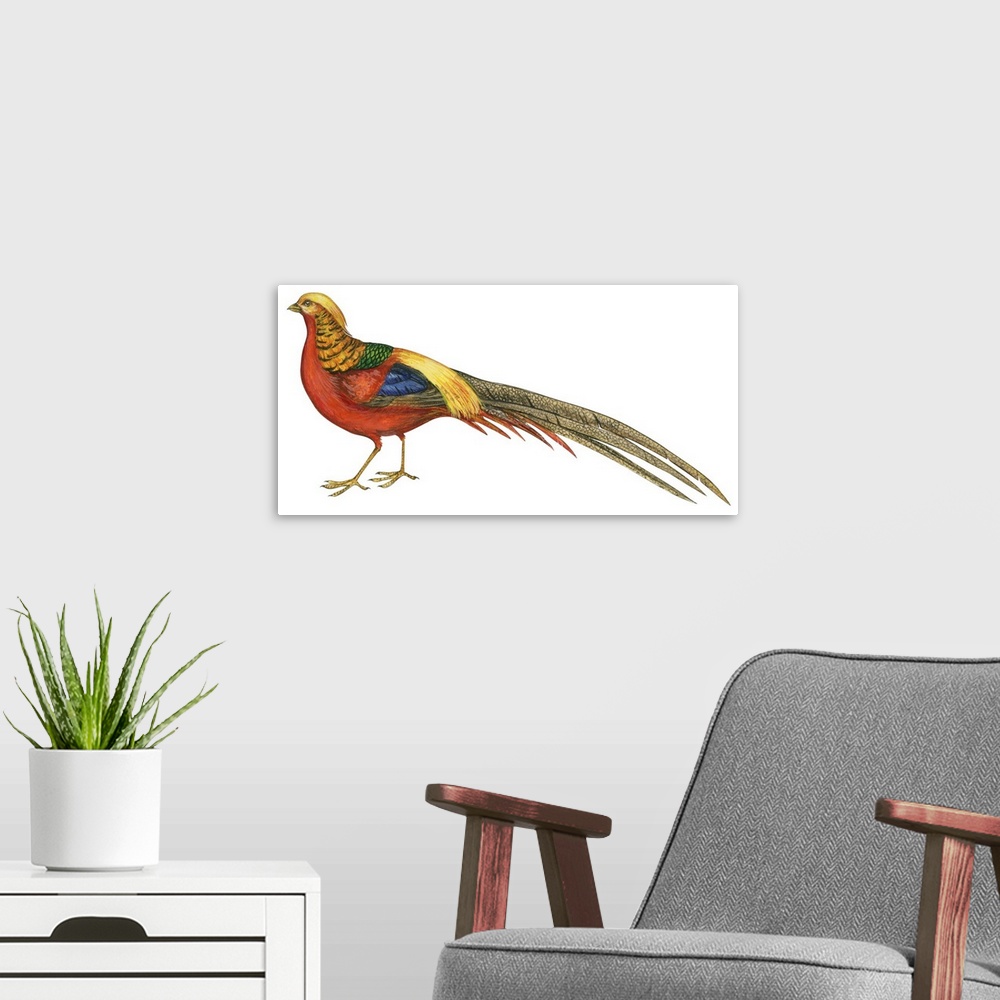 A modern room featuring Educational illustration of the golden pheasant.