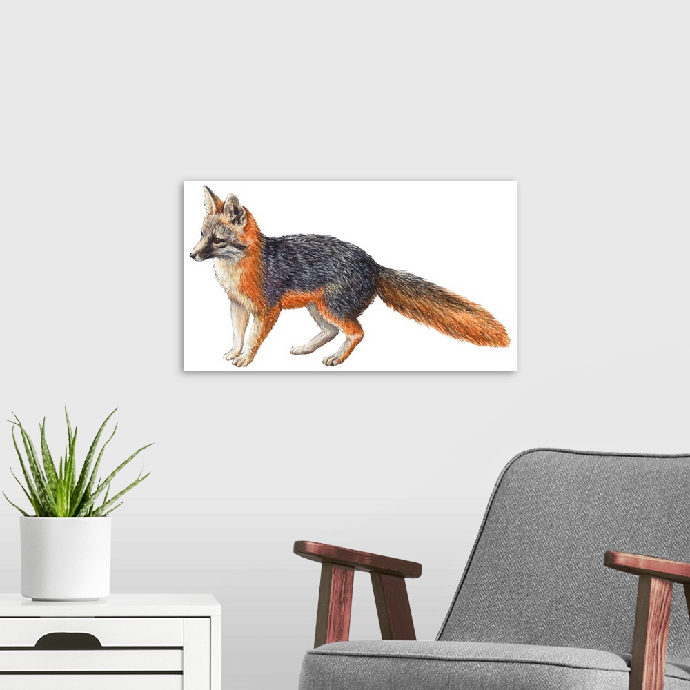 A modern room featuring Gray Fox (Urocyon Cinereoargenteus)