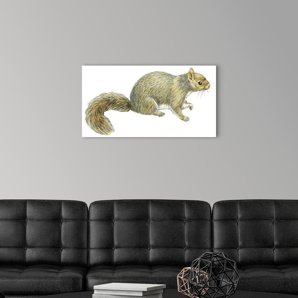 A modern room featuring Gray Squirrel (Sciurus Carolinensis)
