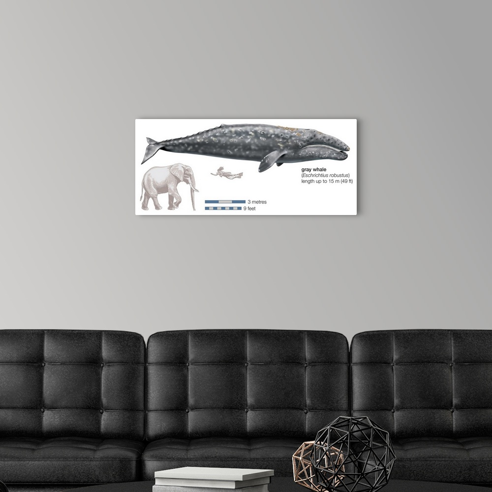 A modern room featuring Gray Whale (Eschrichtius Robustus)
