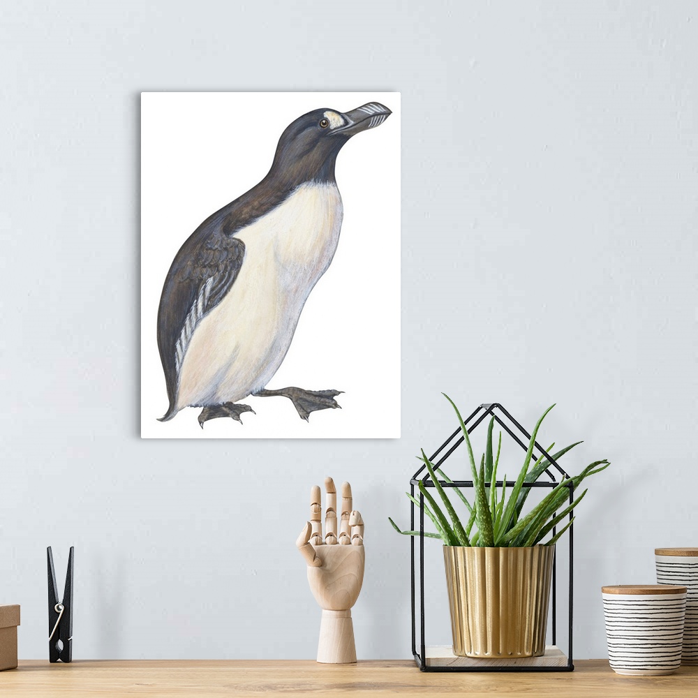 A bohemian room featuring Educational illustration of the great auk.