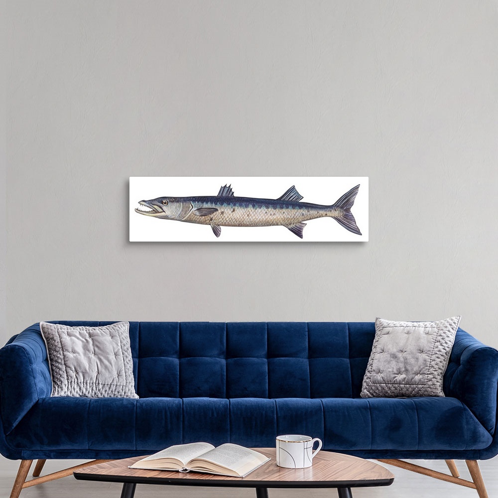 A modern room featuring Great Barracuda (Sphyraena Barracuda)
