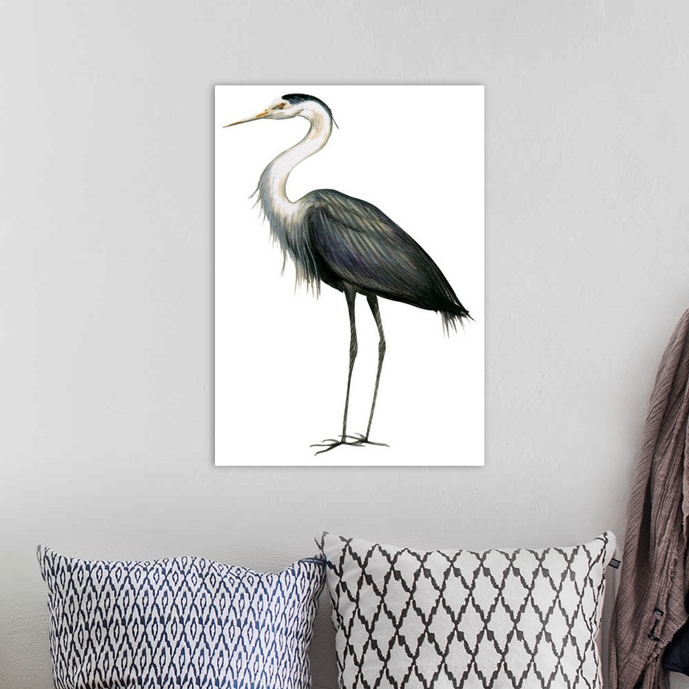 A bohemian room featuring Educational illustration of the great blue heron.