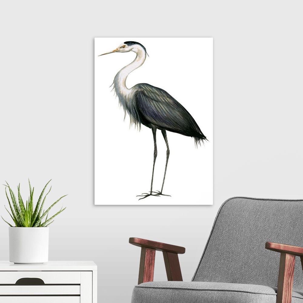 A modern room featuring Educational illustration of the great blue heron.